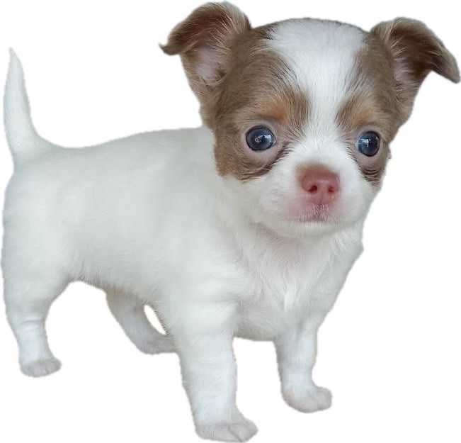 ว้าวชิวาวา Wowwchihuahua กทม. ใกล้เซียร์รังสิต รับประกันสุขภาพ มีบริการส่งค่ะ รูปที่ 6