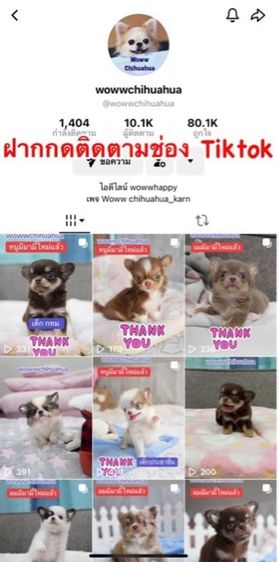 ว้าวชิวาวา Wowwchihuahua กทม. ใกล้เซียร์รังสิต รับประกันสุขภาพ มีบริการส่งค่ะ รูปที่ 14