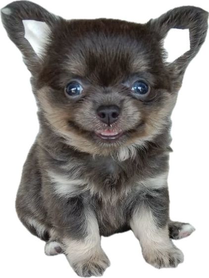 ว้าวชิวาวา Wowwchihuahua กทม. ใกล้เซียร์รังสิต รับประกันสุขภาพ มีบริการส่งค่ะ รูปที่ 5