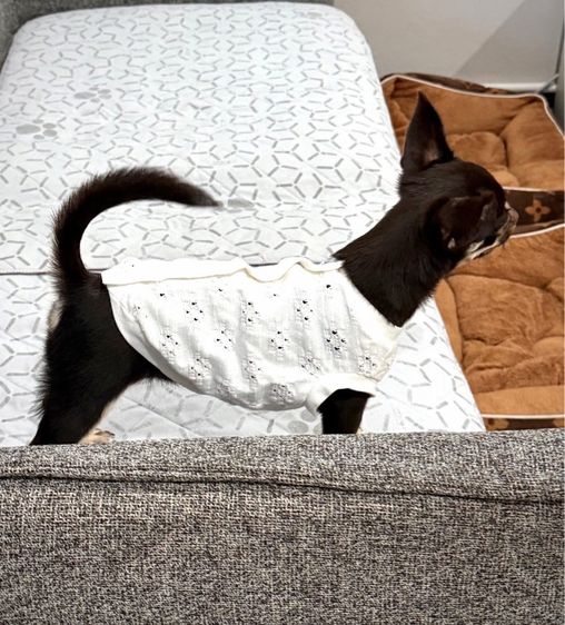 ชิวาวาสาว 6เดือน วัคซีนครบ มีบริการส่งค่ะ รูปที่ 6