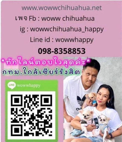 ชิวาวาสาว 6เดือน วัคซีนครบ มีบริการส่งค่ะ รูปที่ 7