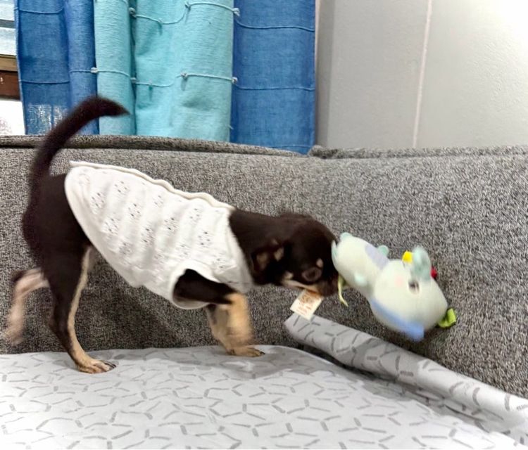 ชิวาวาสาว 6เดือน วัคซีนครบ มีบริการส่งค่ะ รูปที่ 4