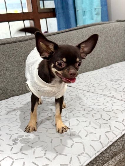 ชิวาวาสาว 6เดือน วัคซีนครบ มีบริการส่งค่ะ รูปที่ 5