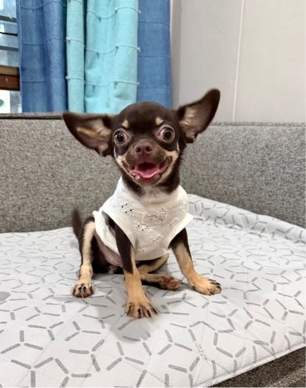 ชิวาวา (Chihuahua) เล็ก ชิวาวาสาว 6เดือน วัคซีนครบ มีบริการส่งค่ะ