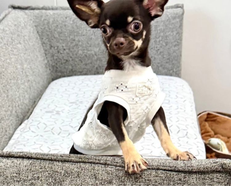 ชิวาวาสาว 6เดือน วัคซีนครบ มีบริการส่งค่ะ รูปที่ 2