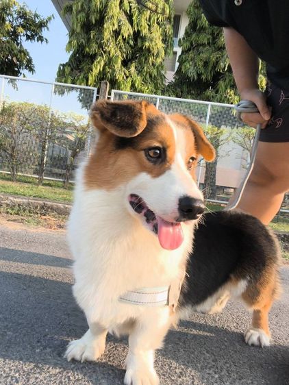 คอร์กี้เพศชายอายุ 1 ขวบ  รูปที่ 2