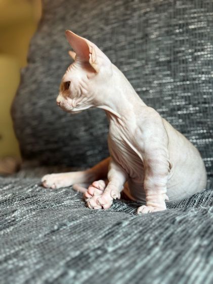 เด็กชายสฟิงซ์ ขาสั้น Sphynx Bambino 2 สี รูปที่ 12