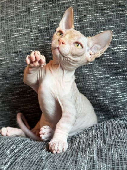 เด็กชายสฟิงซ์ ขาสั้น Sphynx Bambino 2 สี รูปที่ 3