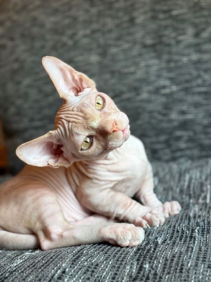 เด็กชายสฟิงซ์ ขาสั้น Sphynx Bambino 2 สี รูปที่ 7