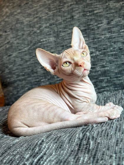 เด็กชายสฟิงซ์ ขาสั้น Sphynx Bambino 2 สี รูปที่ 5
