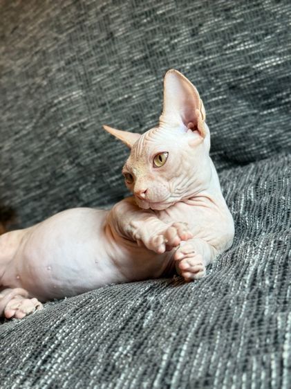 เด็กชายสฟิงซ์ ขาสั้น Sphynx Bambino 2 สี รูปที่ 10