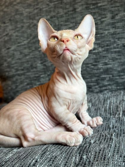 เด็กชายสฟิงซ์ ขาสั้น Sphynx Bambino 2 สี รูปที่ 6