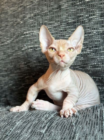 เด็กชายสฟิงซ์ ขาสั้น Sphynx Bambino 2 สี รูปที่ 2