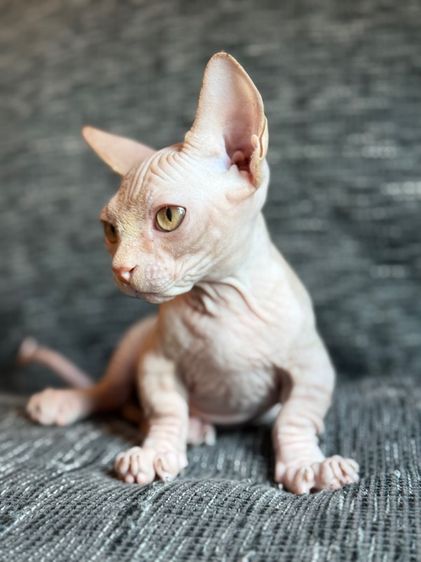 เด็กชายสฟิงซ์ ขาสั้น Sphynx Bambino 2 สี รูปที่ 8