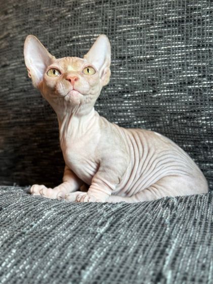 เด็กชายสฟิงซ์ ขาสั้น Sphynx Bambino 2 สี รูปที่ 4