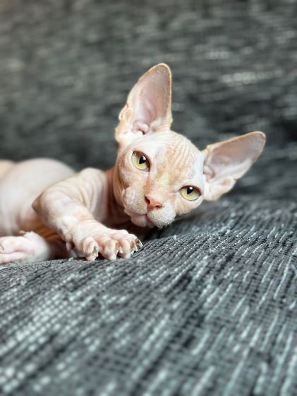 เด็กชายสฟิงซ์ ขาสั้น Sphynx Bambino 2 สี รูปที่ 11