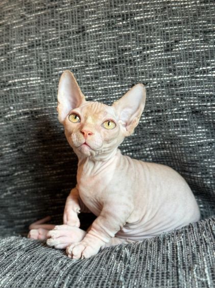 สฟิงซ์ (Sphynx) เด็กชายสฟิงซ์ ขาสั้น Sphynx Bambino 2 สี