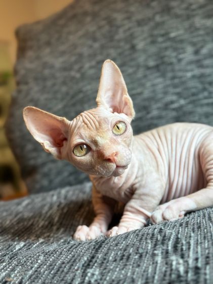 เด็กชายสฟิงซ์ ขาสั้น Sphynx Bambino 2 สี รูปที่ 9