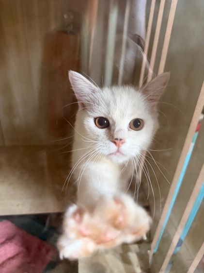 อื่นๆ แมวผสม