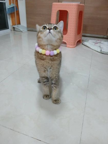 น้องแมวสก็อตติชโฟลด์ อายุ7เดือน รูปที่ 2