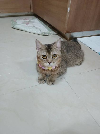 น้องแมวสก็อตติชโฟลด์ อายุ7เดือน รูปที่ 3