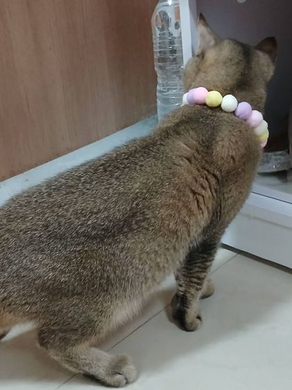 น้องแมวสก็อตติชโฟลด์ อายุ7เดือน รูปที่ 4