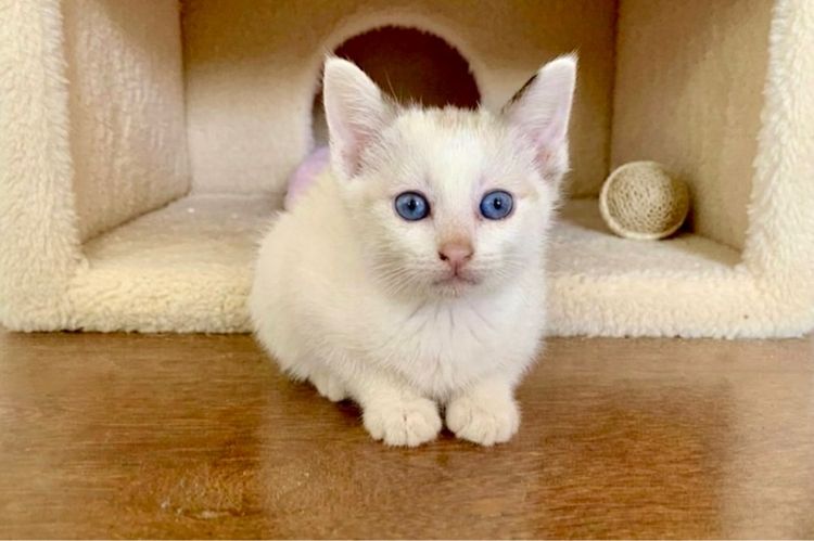 วิเชียรมาศ (Siamese Cat) น้องแมววิเชียรมาศ