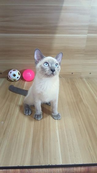 แมววิเชียรมาศ สีบลูพ้อยท์ เพศเมียวัคซีนแล้ว1เข็มก่อนย้ายตรวจหัดแมวฟรีรับประกันเอดส์แมวกับรูคีเมียคะ รูปที่ 2