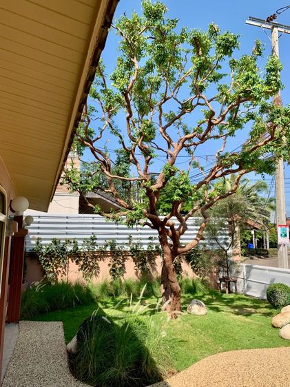 บ้านเดี่ยว 117 ตรว. พระราม9ซอย49   รูปที่ 4