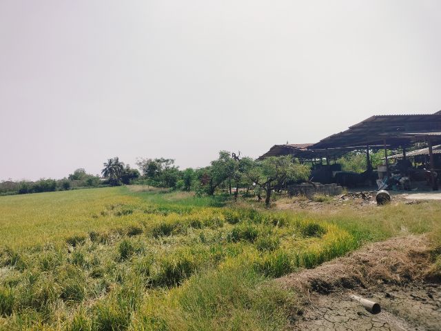 ขายที่ดิน บางเลน จ.นครปฐม ติดถนน 4 เลน เส้นหลัก  บางเลน-ดอนตูม  ตรงข้ามที่ดินติดคลองสาธารณะ  รูปที่ 3