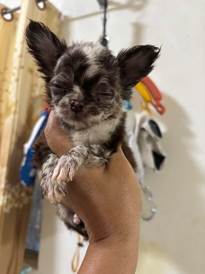 ชิวาวา (Chihuahua) เล็ก ขายชิวาวาวาขนยาวผู้เมียง สายเลือดดี สีเมอร์เลย์ไซด์จิ๋ว