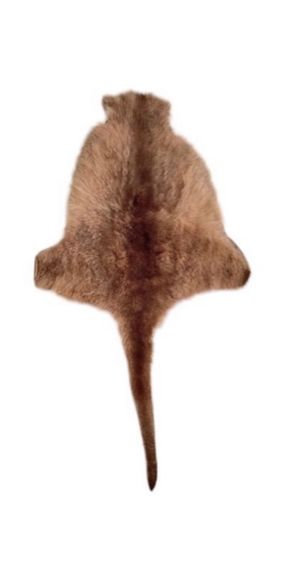 พรมขนจิ้งโจ้ รูปที่ 3