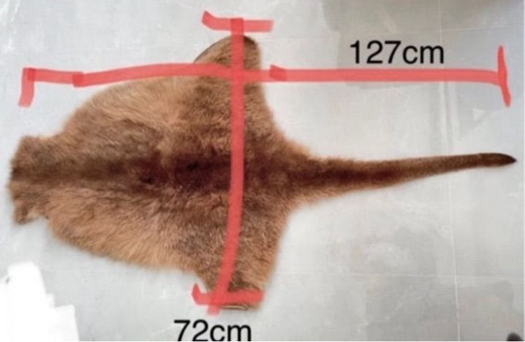 พรมขนจิ้งโจ้ รูปที่ 2