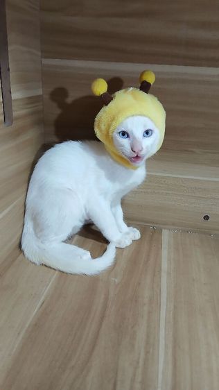 ขาวมณี (Khao Manee) แมวขาวมณีตาสีฟ้า ขี้อ้อน เพศผู้ วัคซีนแล้ว1เข็มก่อนย้ายตรวจหัดแมวฟรีรับประกันเอดส์แมวกับรูคีเมียคะ