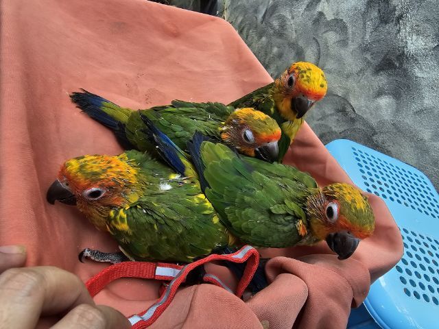 ลูกป้อนซันคอนัวร์ รูปที่ 2