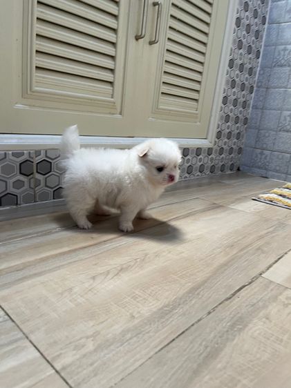 ปอมไซต์เล็กญ1ช1 รูปที่ 8