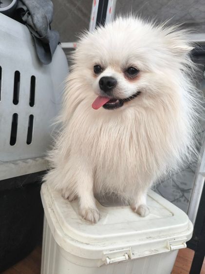 ปอมไซต์เล็กญ1ช1 รูปที่ 13