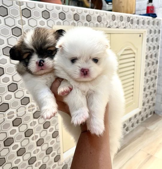 ปอมไซต์เล็กญ1ช1 รูปที่ 2