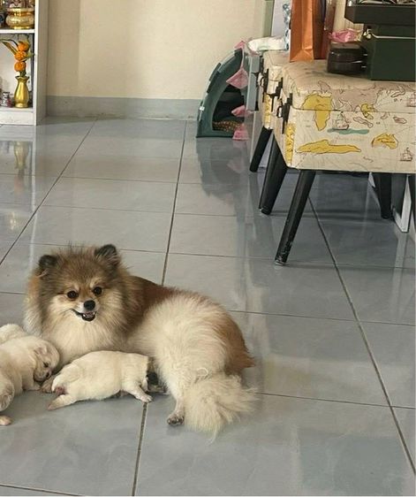 ปอมไซต์เล็กญ1ช1 รูปที่ 16