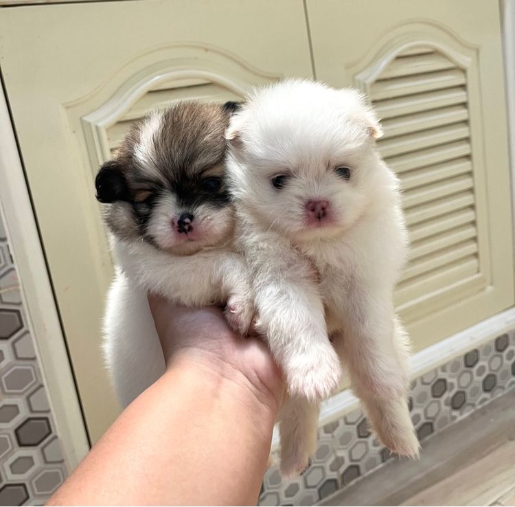 ปอมเมอเรเนียน (Pomeranian) ปอมไซต์เล็กญ1ช1