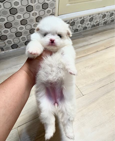 ปอมไซต์เล็กญ1ช1 รูปที่ 9