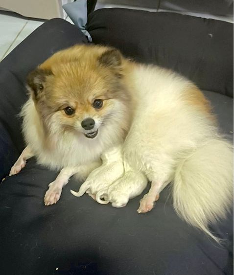 ปอมไซต์เล็กญ1ช1 รูปที่ 15