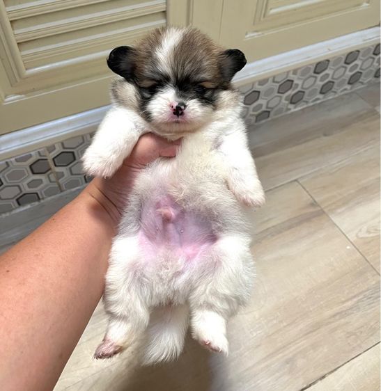 ปอมไซต์เล็กญ1ช1 รูปที่ 5