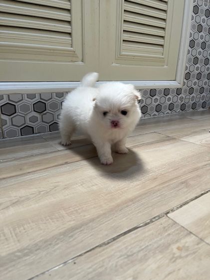 ปอมไซต์เล็กญ1ช1 รูปที่ 10