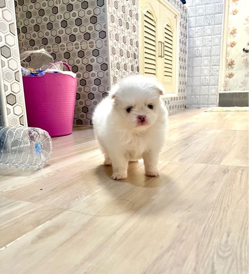 ปอมไซต์เล็กญ1ช1 รูปที่ 6