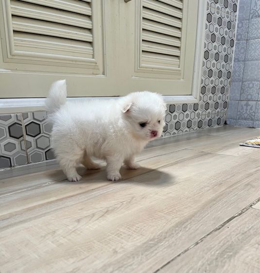 ปอมไซต์เล็กญ1ช1 รูปที่ 7