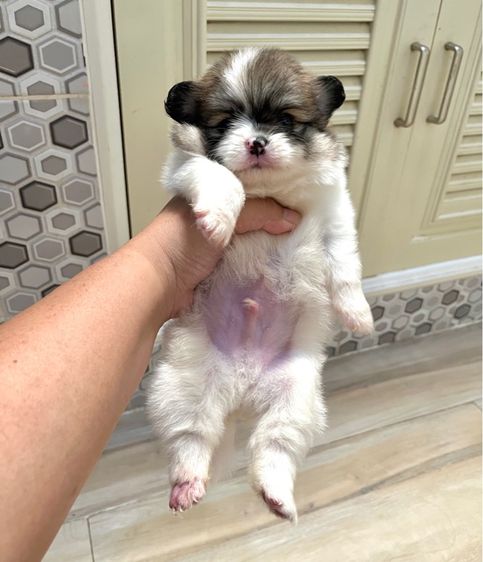 ปอมไซต์เล็กญ1ช1 รูปที่ 3