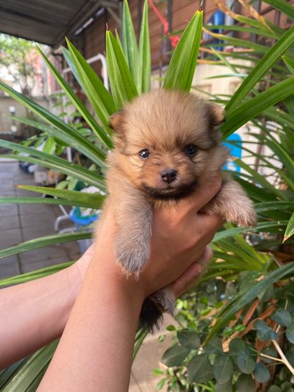 ปอมแท้ เด็กชาย รูปที่ 2