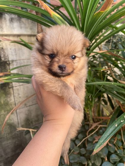 ปอมแท้ เด็กชาย รูปที่ 5