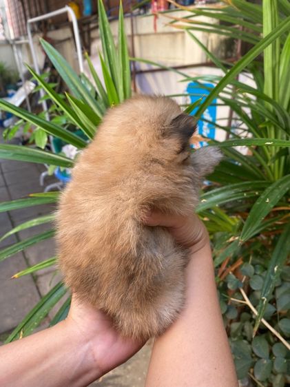 ปอมแท้ เด็กชาย รูปที่ 4